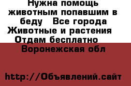 Нужна помощь животным попавшим в беду - Все города Животные и растения » Отдам бесплатно   . Воронежская обл.